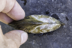 Anodonta californiensis