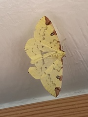 Opisthograptis luteolata