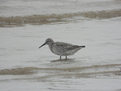 Calidris tenuirostris