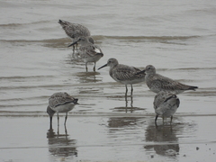 Calidris tenuirostris