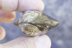 Anodonta californiensis