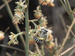 Colletes moricei