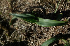 Colchicum eucomoides