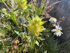 Rhinanthus glacialis