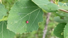 Harmandiola tremulae