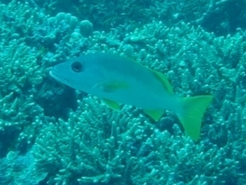 Onespot Snapper — seen at this dive site