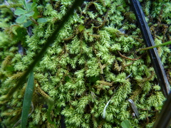 Pseudoleskeopsis imbricata