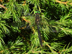 Somatochlora alpestris