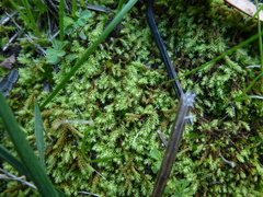 Pseudoleskeopsis imbricata