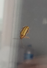 Xanthogaleruca luteola