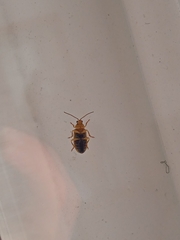 Xanthogaleruca luteola