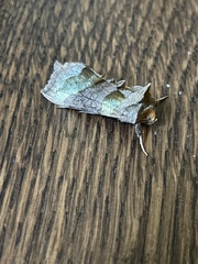 Diachrysia chrysitis