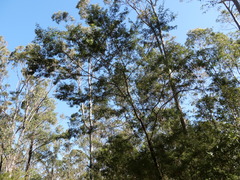 Acacia parvipinnula