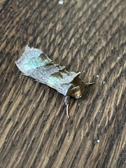 Diachrysia chrysitis