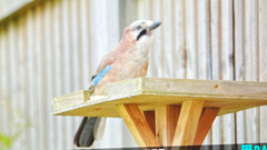 Garrulus glandarius