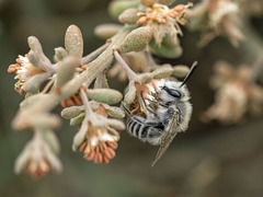 Colletes moricei