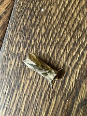 Diachrysia chrysitis