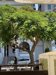 Delonix regia