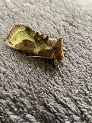 Diachrysia chrysitis