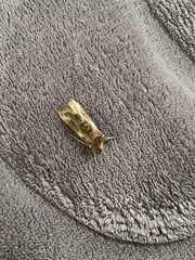 Diachrysia chrysitis