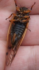 Magicicada cassinii