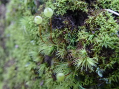 Bartramia nothostricta