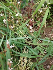 Sedum
