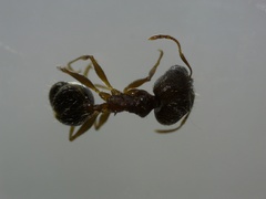 Formicidae