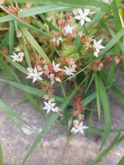Sedum