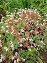 Sedum