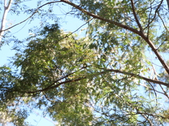 Acacia parvipinnula