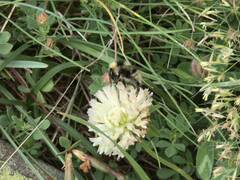 Bombus mucidus