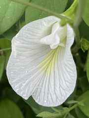 Clitoria ternatea albiflora