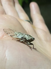 Proarna hilaris
