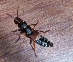 Staphylinus dimidiaticornis