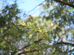 Acacia parvipinnula