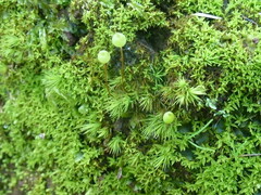 Bartramia nothostricta