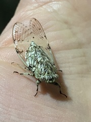 Proarna hilaris