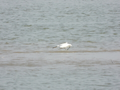 Egretta eulophotes