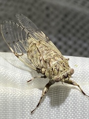 Proarna hilaris
