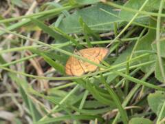 Idaea flaveolaria