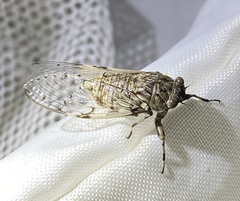 Proarna hilaris