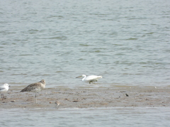 Egretta eulophotes