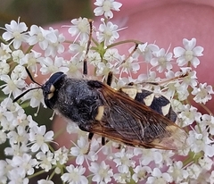 Stratiomys singularior