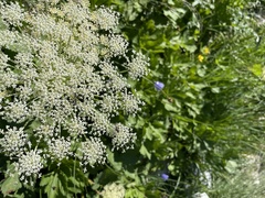 Peucedanum ostruthium