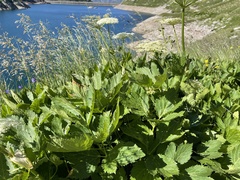 Peucedanum ostruthium