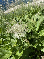 Peucedanum ostruthium