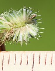 Phleum bertolonii