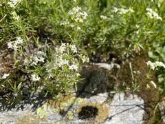 Galium anisophyllon