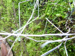 Bartramia nothostricta